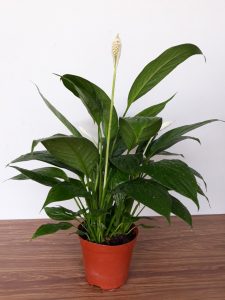 top 7 loai cay canh trang tri can ho cuc hay 2