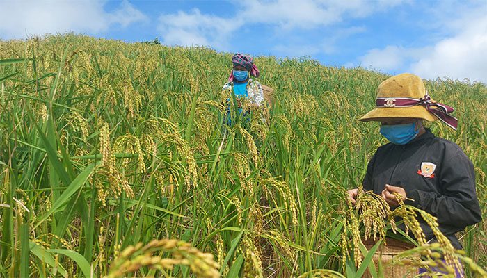 Đất LUN có lên được thổ cư 