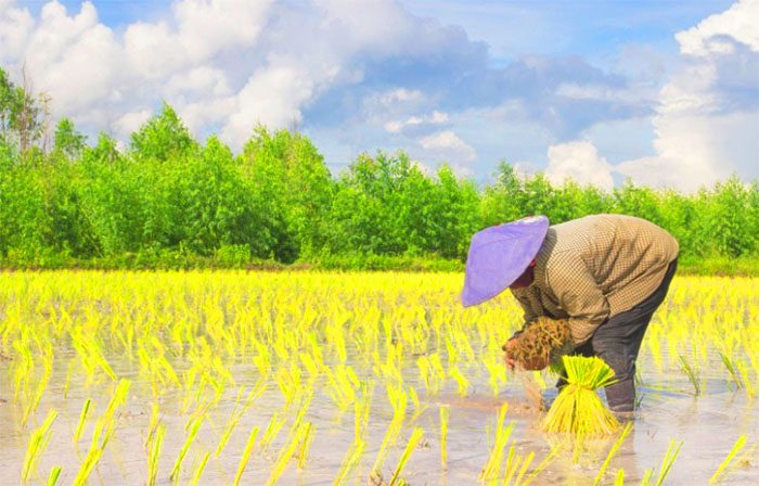 Đất LUC là gì? Quy định sử dụng đất lúa nước mới nhất 2023 2 Ký hiệu Đất LUC là gì