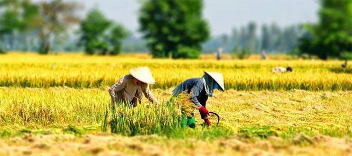 Đất LUC là gì? Quy định sử dụng đất lúa nước mới nhất 2023 3 quy dinh su dung dat luc