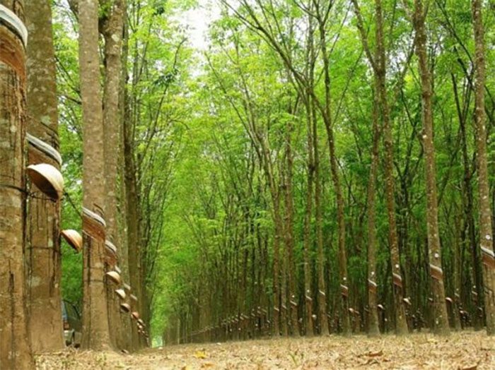 Có nên mua đất CLN không