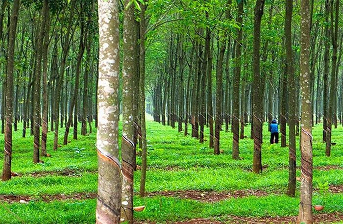 Đất CLN có lên được thổ cư được không
