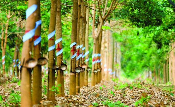 Quy định sử dụng đất CLN