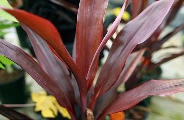 cach cham soc cay huyet du