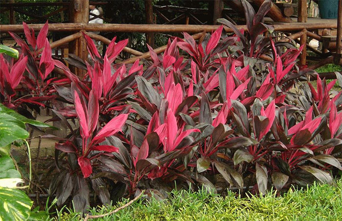 Cách trồng cây huyết dụ 