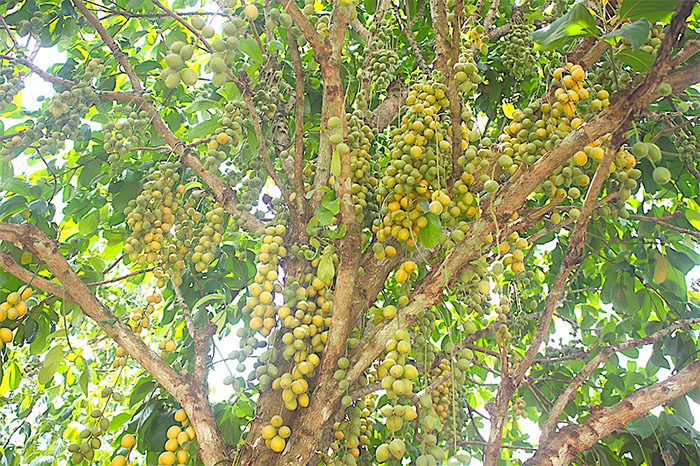 cay dau da dat la gi