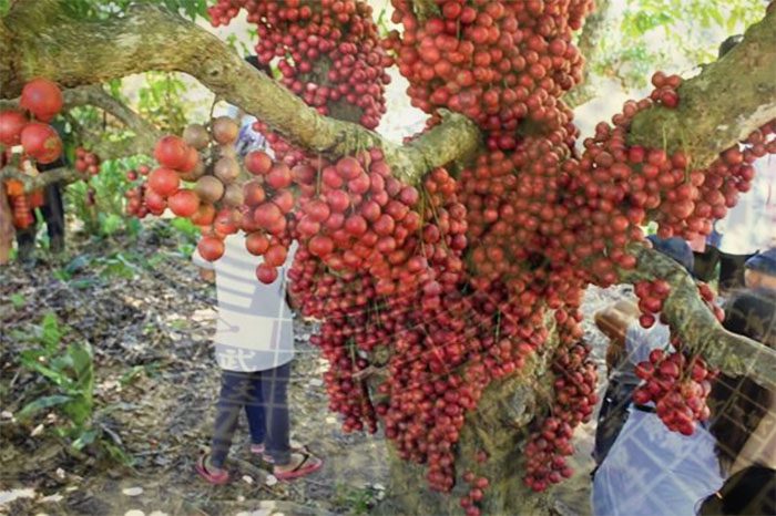 cây dâu da đất trong phong thủy
