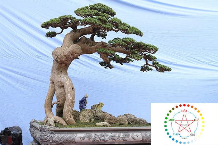 Ý nghĩa phong thủy cây duối cảnh bạn nên biết! 3 cay duoi canh hop menh gi