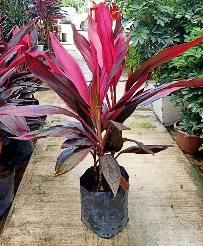 Cây huyết dụ là cây gì