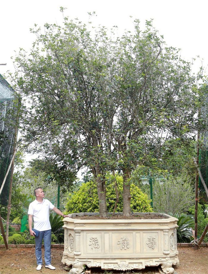 Cây Mộc Hương là cây gì