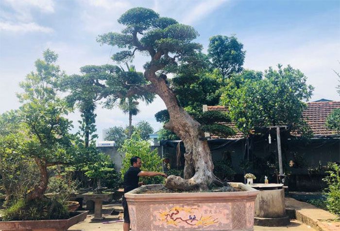 Ý nghĩa phong thủy cây duối cảnh bạn nên biết! 4 Có nên trồng cây duối trước nhà