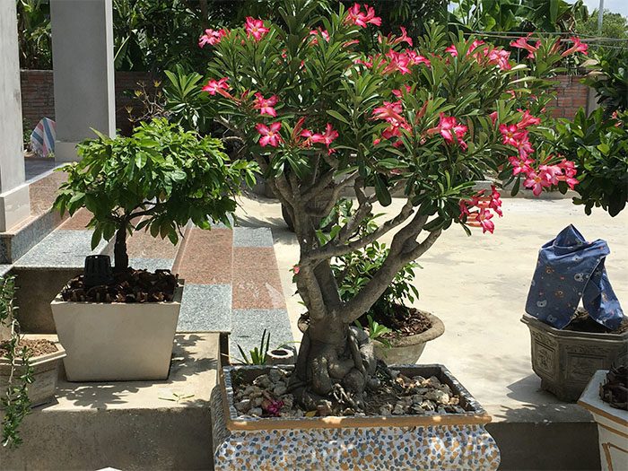 co nen trong cay su truoc nha