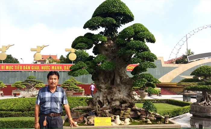 Ý nghĩa phong thủy cây duối cảnh bạn nên biết! 5 Công dụng của cây Duối Cảnh