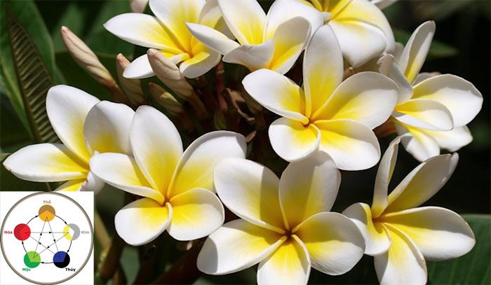 hoa su hop voi menh nao tuoi nao