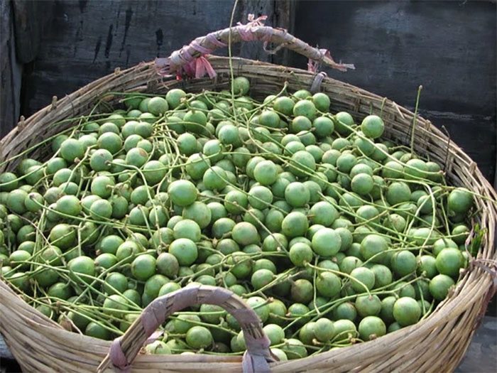 lợi ích cây dâu da đất