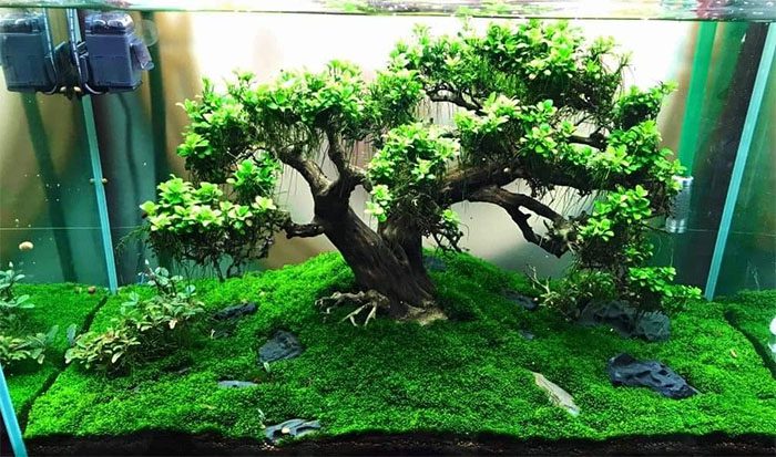 menh moc co nen ca canh trong nha khong