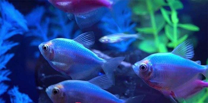 Mệnh Mộc nên nuôi mấy con cá