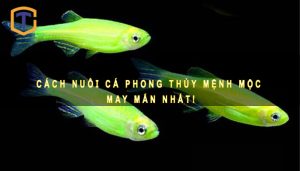 Cá phong thủy mệnh Mộc