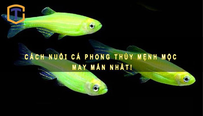 Cá phong thủy mệnh Mộc