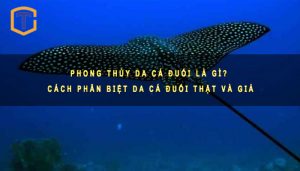 Phong thủy da cá đuối là gì
