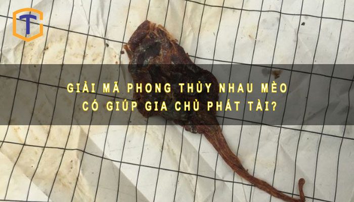 Phong thủy nhau mèo 