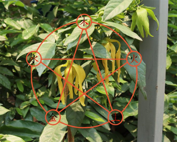 trồng cây dẻ theo Phong thủy