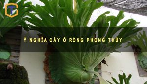 Ý nghĩa Cây Ổ Rồng Phong thủy