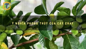 Ý nghĩa phong thủy của cây chay