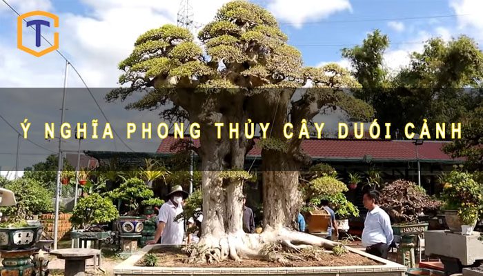Ý nghĩa phong thủy cây duối cảnh bạn nên biết! 1 Ý nghĩa phong thủy cây duối cảnh