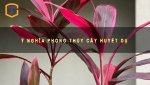 Ý nghĩa Phong thủy cây Huyết Dụ