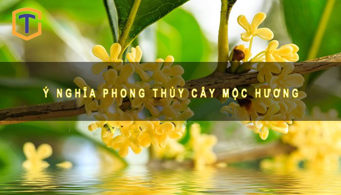 Ý nghĩa Phong thủy cây Mộc Hương 