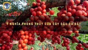 Ý nghĩa phong thủy của cây dâu da đất