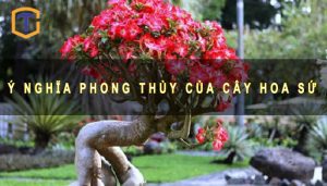 Ý nghĩa Phong Thủy của cây hoa sứ