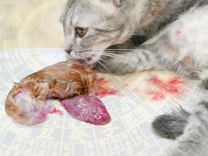 Ý nghĩa của phong thủy nhau mèo