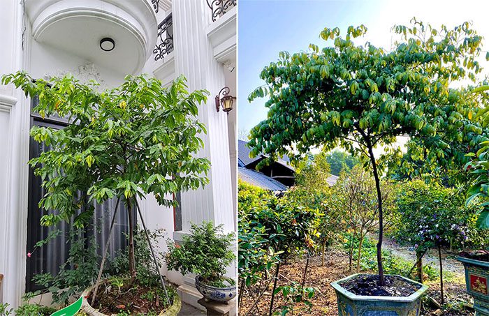 Có nên trồng cây hoa dẻ trước nhà